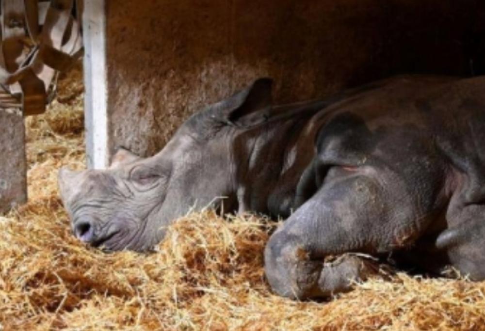 Rinoceronte nero morto di fame in uno zoo in Francia: scoppia la polemica