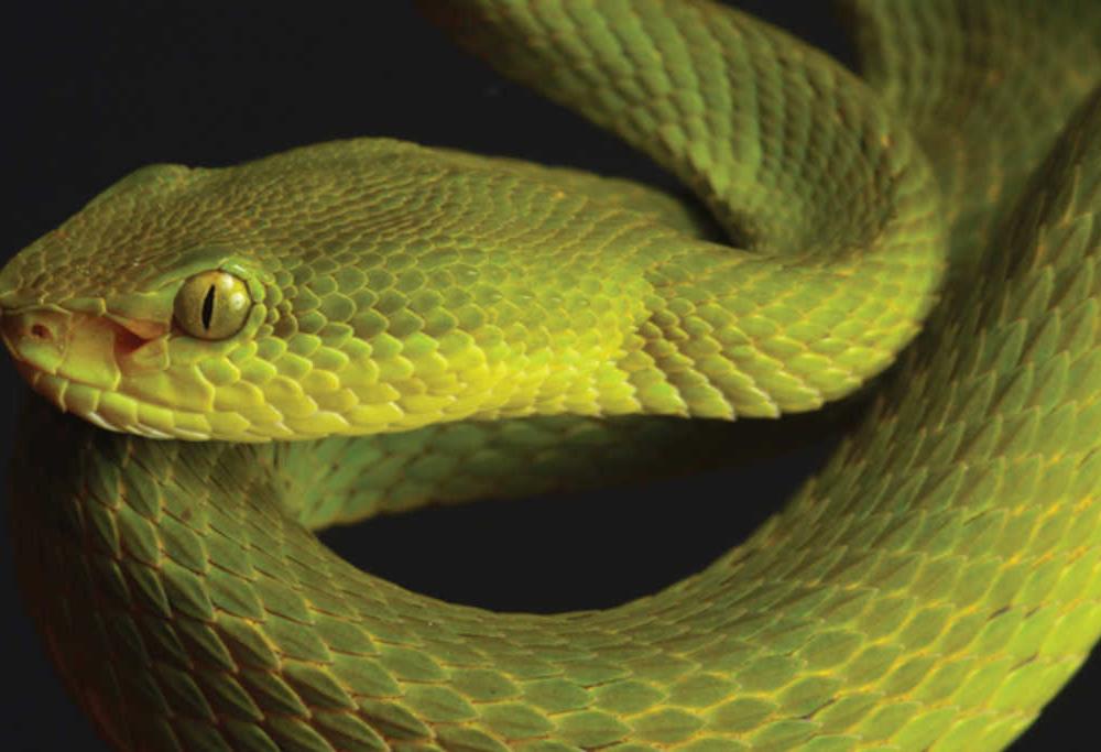 Scoperta una nuova specie di serpenti: il nome è un omaggio ad Harry Potter