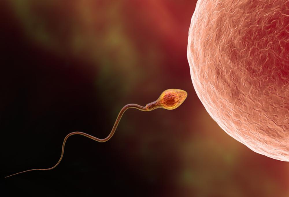 In Myanmar è stato trovato lo spermatozoo gigante più antico del mondo