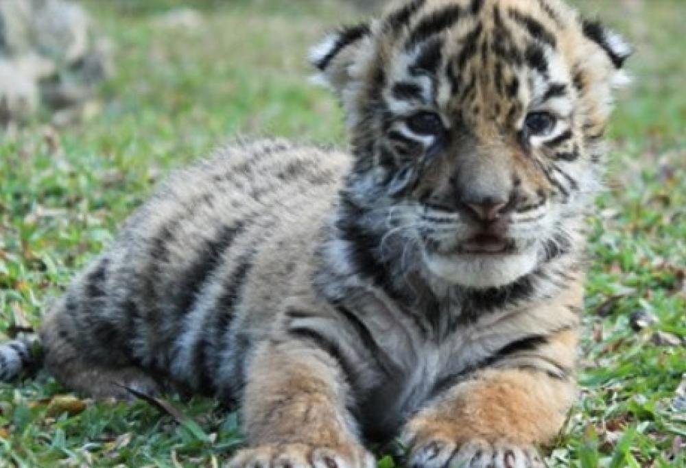 Questo cucciolo di tigre è stato chiamato Covid ed è diventato un simbolo di speranza