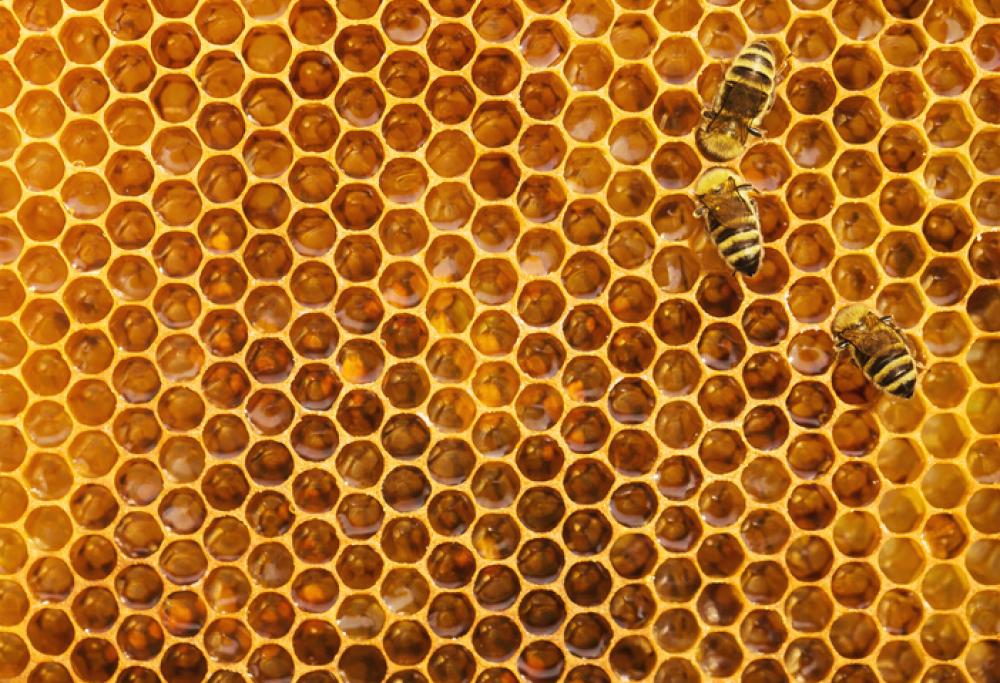 Hai paura dei buchi? Sei affetto da tripofobia: ecco cause e sintomi