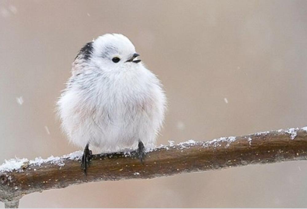 Questi uccellini sono la cosa più tenera (e morbida) che vedrai oggi