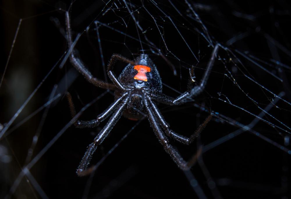 3 bimbi si fanno mordere da una vedova nera: volevano diventare Spider-Man