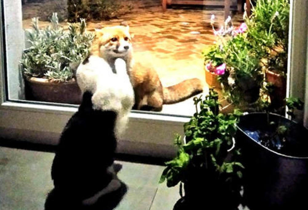Il gatto e la volpe: una storia di amicizia ai tempi della quarantena