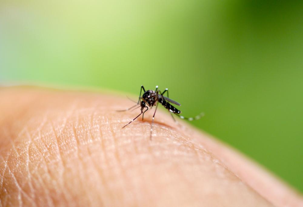 Covid-19 e zanzare: c'è qualche pericolo di trasmissione del virus?