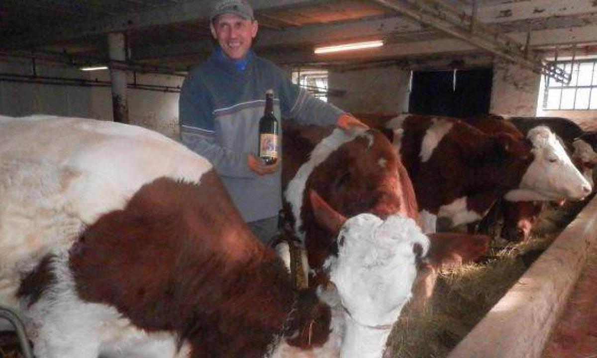 Le mucche in Belgio bevono birra: “così la carne è più buona” - Radio 105, image size:1200x720