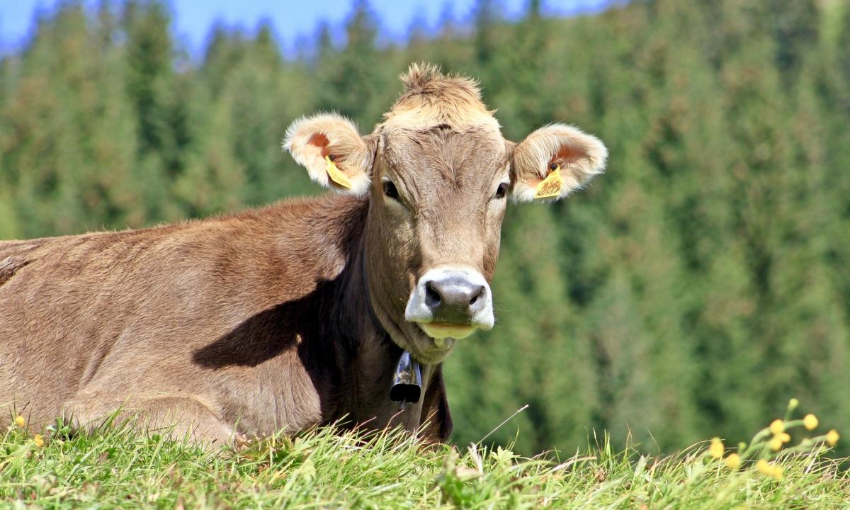 Mucca fugge da macello e travolge una 17enne: la ragazza è in ospedale -  Radio 105, image size:1200x720