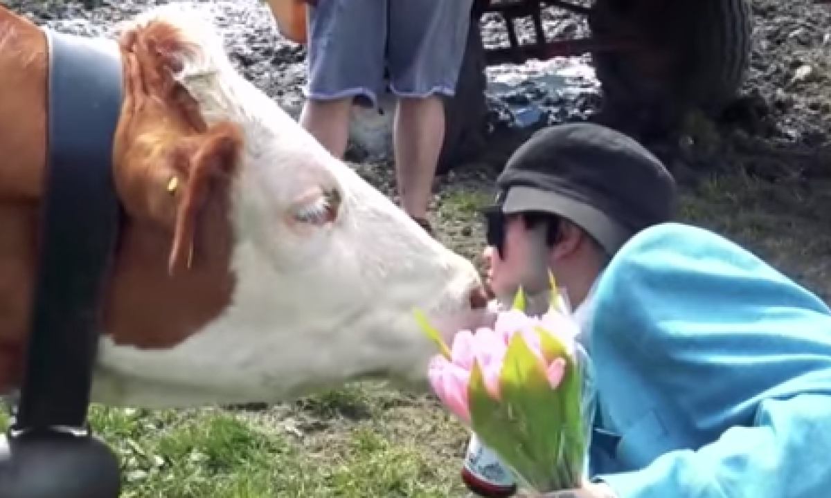 Bacia una mucca”: ecco la nuova sfida del web - Radio 105, image size:1200x720