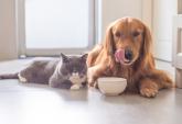 Chi è più intelligente tra cane e gatto?