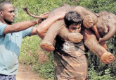 Video: si carica sulle spalle un elefante per riportarlo dalla mamma
