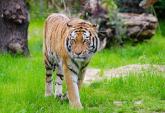 Donna azzannata a morte da una tigre allo zoo di Zurigo