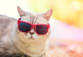 In vacanza con il gatto? Il 50% dei felini partirà con i genitori umani
