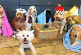 In un rifugio per animali in Inghilterra va in scena il primo presepe a quattro zampe