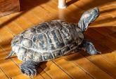 La tartaruga sparita rispunta fuori 30 anni dopo in soffitta