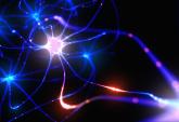 Esistono dei neuroni che giudicano il nostro comportamento
