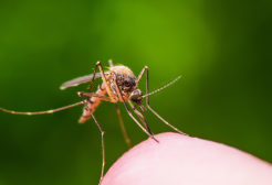 Perché le zanzare ti scelgono? La scienza ti svela il perché