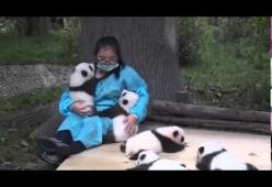 Il lavoro più bello del mondo? L' "abbraccia-panda"