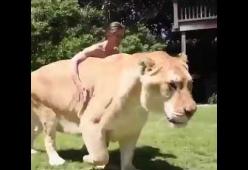 Ecco il ligre, l'incrocio tra tigre e leone che pesa 340 kg