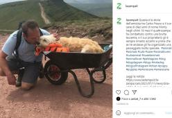 
Il cane sta per morire e il padrone lo porta in cima al suo colle preferito
