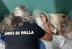 Morto il cane pastore che non voleva abbandonare il suo gregge durante gli incendi in Sardegna 
