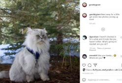 Gandalf: il gatto che ha viaggiato per tutto il mondo 