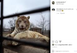 A 21 anni muore sbranata da una tigre allo zoo