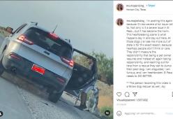 Texas: Husky abbandonato sul ciglio della strada trova subito una nuova famiglia