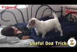 Vi piacerebbe avere un cane che fa le faccende domestiche?