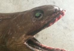 Uno squalo preistorico con 300 denti trovato nelle acque australiane. 