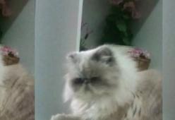 Il gatto più dispettoso del mondo