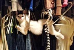La Festa Nazionale del Gatto