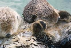 Sei animali che non sono adorabili come sembra