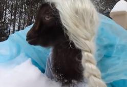 Una capretta nei panni della principessa Elsa di “Frozen”