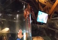 Il temerario polpo che tenta la fuga dall’acquario 