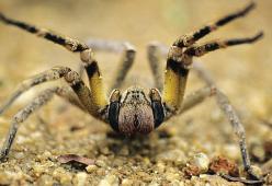 Una donna trova un ragno letale e le sue uova nella borsa della spesa
