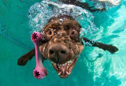 Ritratti canini… sott’acqua