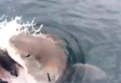 La lotta per la preda tra squalo bianco e pescatore