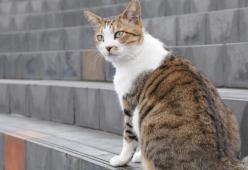 Il gatto sale o scende le scale?