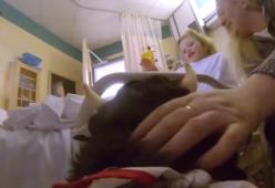 Il mondo visto con gli occhi di un therapy dog. 