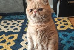 Ecco George, il gatto che ti giudica. 