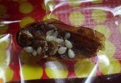 Gli oggetti più disgustosi trovati nel cibo 