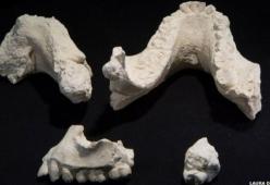 Scoperta una nuova specie umana in Etiopia 