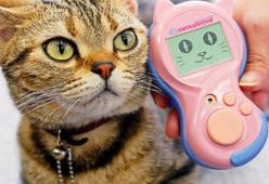 Hai un gatto? Il traduttore per miagolii è quel che ti serve