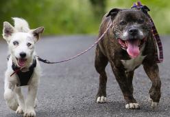 Un Jack Russell cieco e il cane che gli fa da guida cercano casa insieme