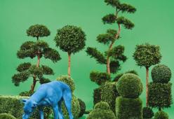 Bush