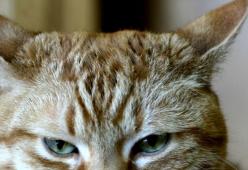 Il gatto che odia i fiori ha la reazione più divertente del mondo quando ne vede uno