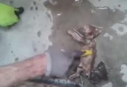 Il massaggio cardiaco dei Vigili del Fuoco salva un gattino in fin di vita