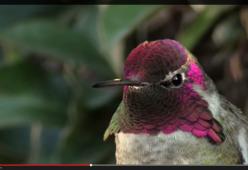 Il colibrì di Anna è un prestigiatore con i colori