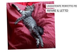 L’assistente perfetto per le faccende domestiche? Il tuo gatto!