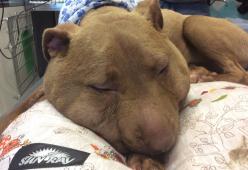 PALLA: Non cerca donazioni, ma sara’ la testimonial di tutti gli animali maltrattati